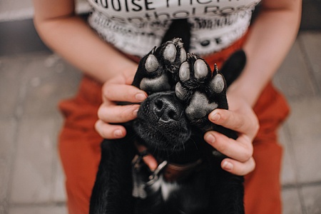 Чего боятся собаки?