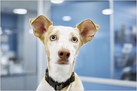 Альтернативная ветеринария: за или против?