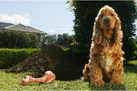 Можно ли давать собакам кости