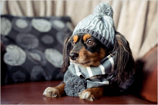 Почему собака трясется?