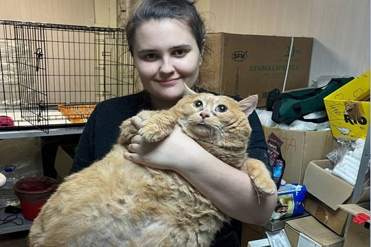 Кот Крошик из Перми попытался сбежать из центра для похудения