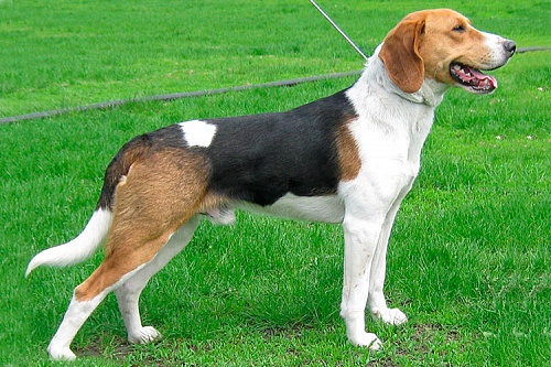 Эстонская гончая