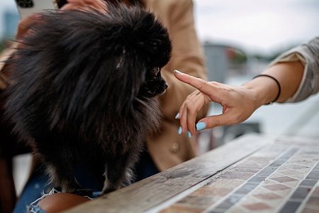 В Госдуме предложили штрафовать за пропаганду жестокого обращения с питомцами