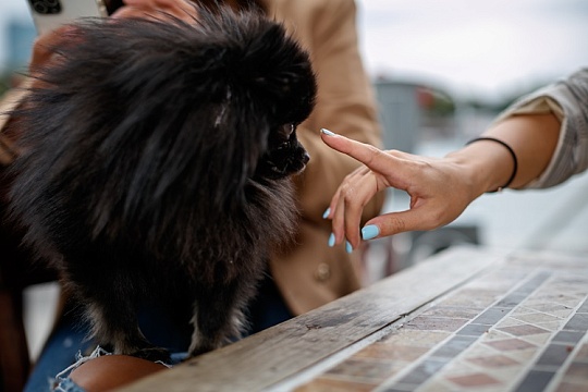 В Госдуме предложили штрафовать за пропаганду жестокого обращения с питомцами В Госдуме предложили штрафовать за пропаганду жестокого обращения с питомцами