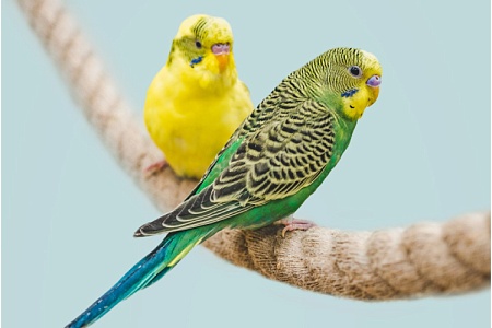 Как отличить самца попугая от самки