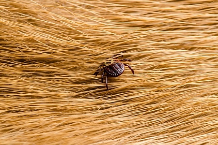 Страховка питомца от укусов клещей