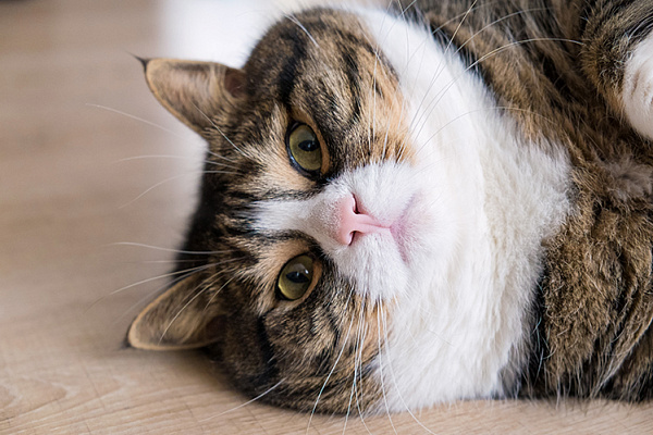 Ожирение у кошек: насколько это опасно?