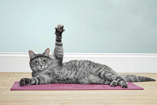 Как помочь кошке похудеть?