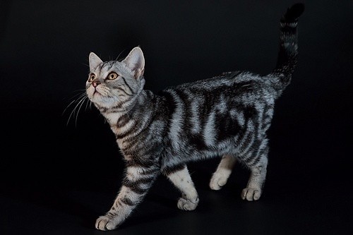 Американская короткошерстная кошка Американская короткошерстная кошка