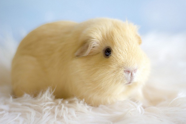 Морская свинка селф