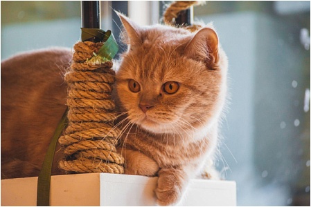 Икота, икота, уйди на… Почему кошка икает и чем ей помочь