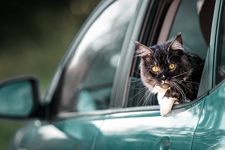 Оставили питомца в машине? Держите штраф!