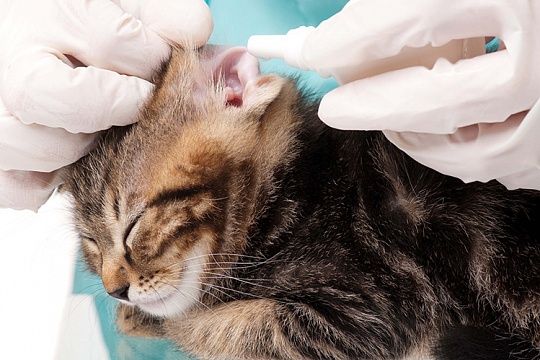 Ушной клещ у кошек Ушной клещ у кошек