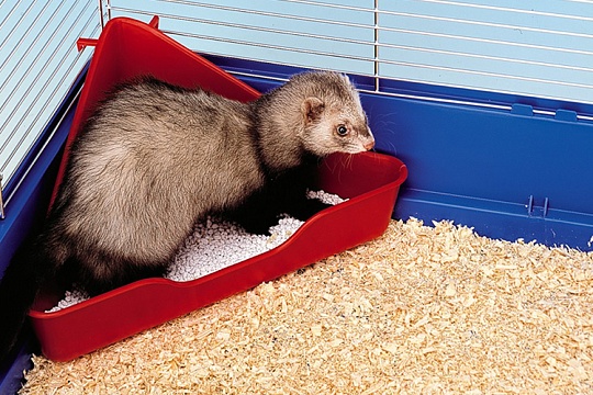 Приучение хорька к лотку Приучение хорька к лотку