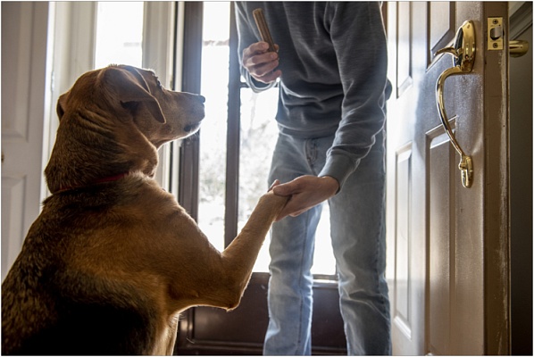 Как отучить собаку прыгать на людей