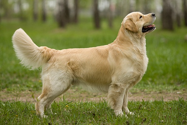 Золотистый ретривер (голден ретривер)