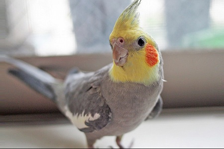 Содержание корелл. Секреты счастья вашего питомца