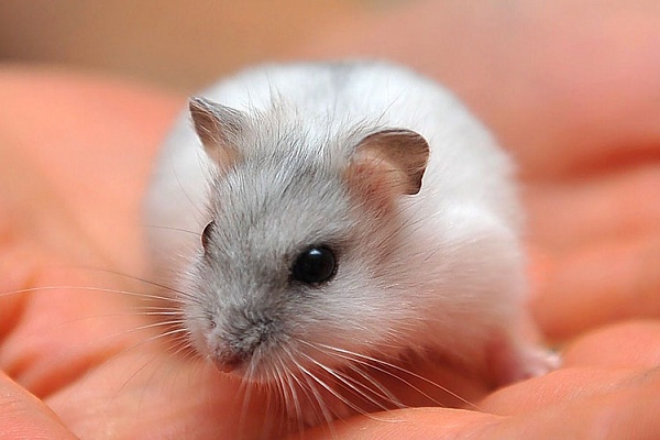 Хомяк Роборовского 