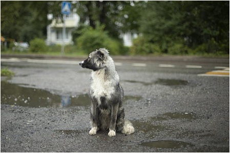 Учет питомцев будет добровольным – Минприроды 