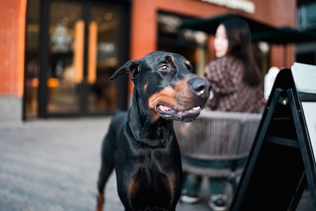 Опасная свобода: самовыгул собаки закончился уголовным делом