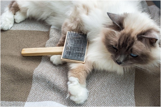 Как правильно вычесывать кошку Как правильно вычесывать кошку