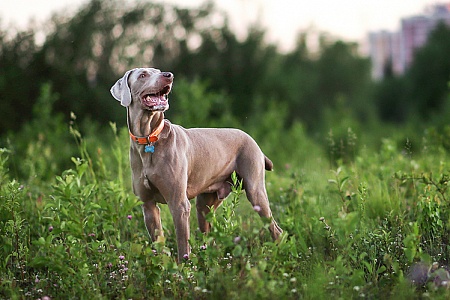 А у вашей собаки есть летний ошейник?