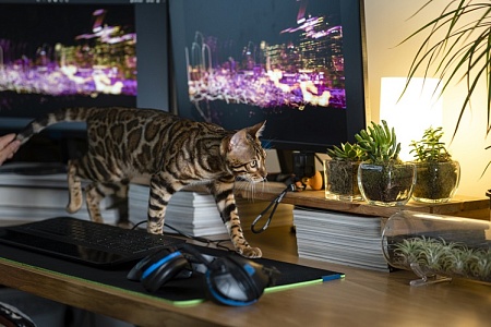 Хакеры нацелились на любителей бенгальских кошек