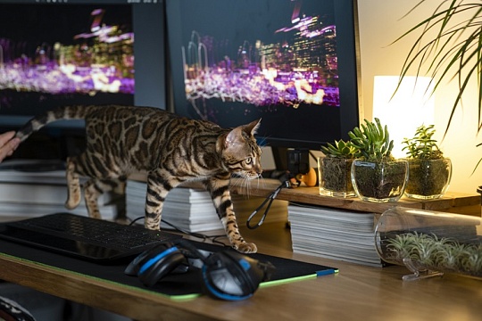 Хакеры нацелились на любителей бенгальских кошек