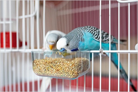 Кормление волнистых попугаев: что нужно знать