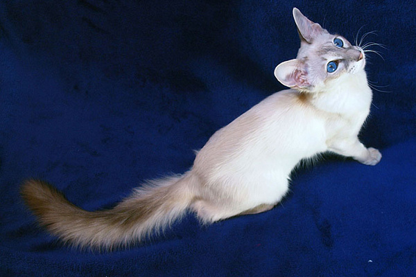 Яванская кошка (яванез)