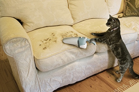 Если кошка линяет