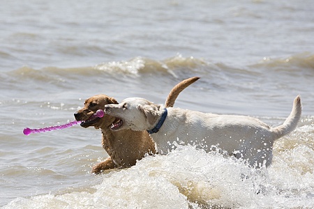 Зачем собакам нужны игрушки