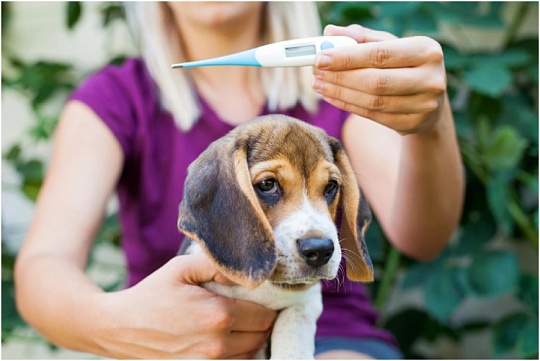 Как измерить температуру собаке