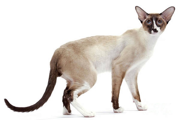 Сейшельская кошка