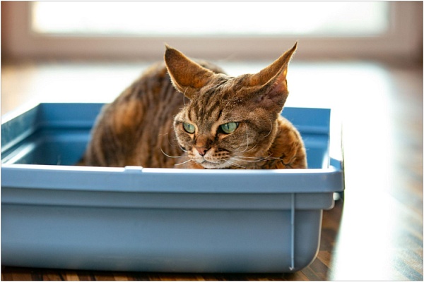 Кровь в моче у кота или кошки: причины, симптомы и что делать