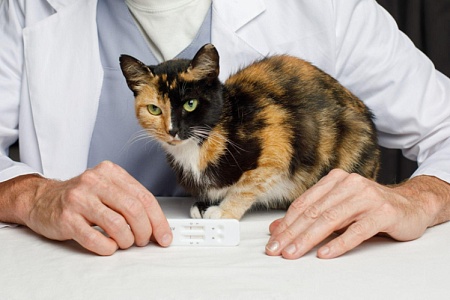 Инфекционный перитонит у кошек (ФИП)