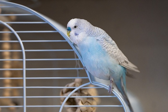 Заболевания клюва у попугаев: какие бывают и как лечить