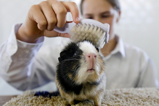 Уход за морскими свинками