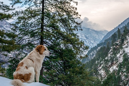 Покорить сердце альпиниста может только собака-скалолаз