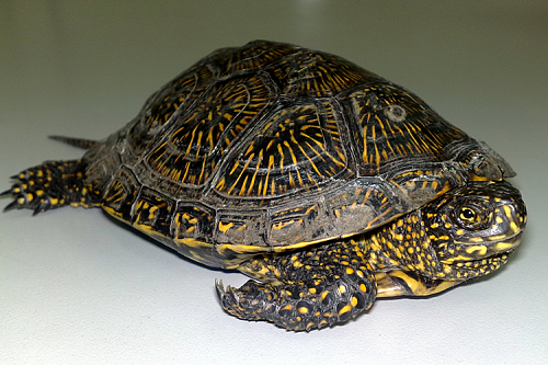 Европейская болотная черепаха