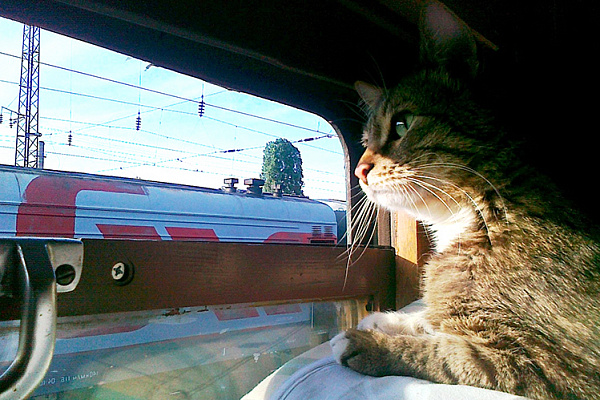 Перевозка кошки в поезде