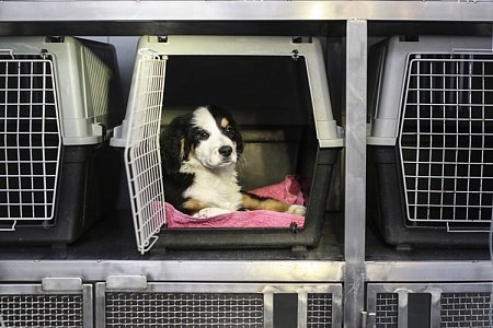 Будьте осторожны: вывозом питомцев за границу занялись мошенники