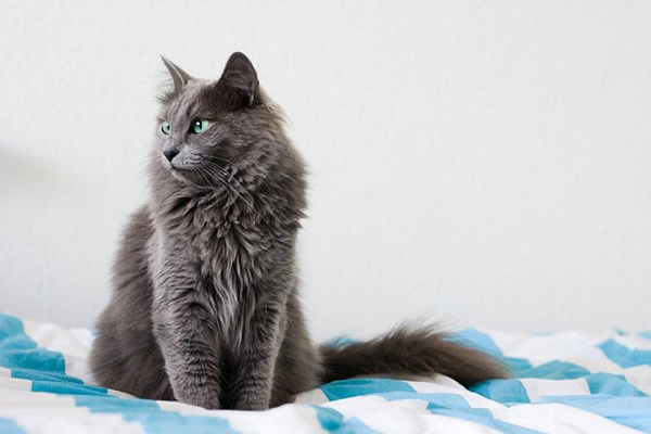 Кошка Нибелунг (фото): Дымчатый красавец с хорошими манерами