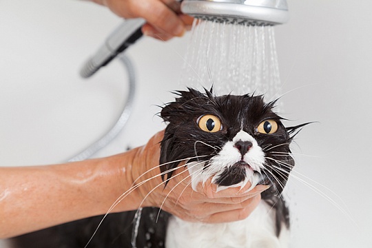 Почему кошки боятся воды? Почему кошки боятся воды?