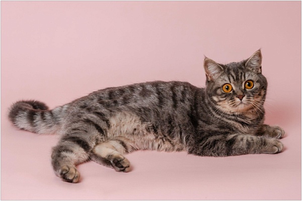 Шотландская прямоухая кошка (скоттиш-страйт)