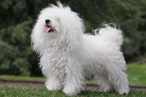 Итальянская болонка (болоньез, болонский бишон)