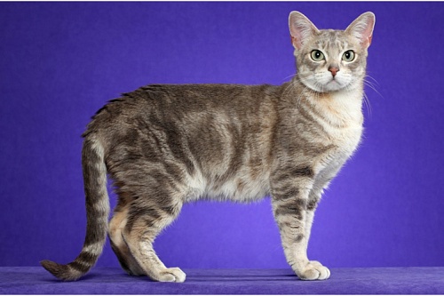 Австралийская дымчатая кошка (австралийский мист)