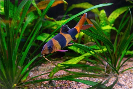 Боция клоун (макраканта, вьюн клоун)