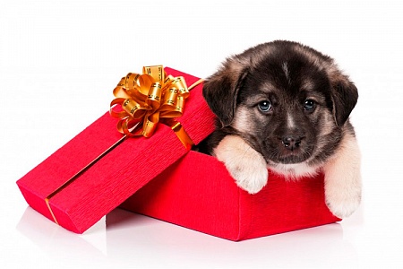 7 вещей, которые вы должны знать прежде, чем заводить щенка