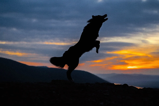 Сайт журнала Vogue опубликовал фото собаки из Красноярска